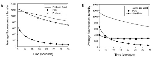 Figure 2. ProLong? Gold (图 A) and SlowFade? Gold (图 B) 抗淬灭剂有效防止光漂白用不同的抗淬灭剂将 FITC 标记的微球封片，100 瓦贡弧灯照射 30 秒，40x/1.3 NA 油镜观察，12-bit 单色 CCD 成像。取20 个微球的平均荧光强度作图。