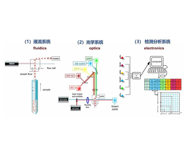 Read more about the article 关于流式细胞仪你了解多少？