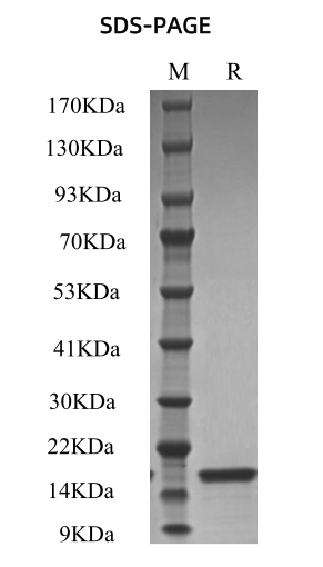 Recombinant Human KGF (FGF-7)