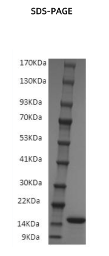 Recombinant Human IFN-gamma