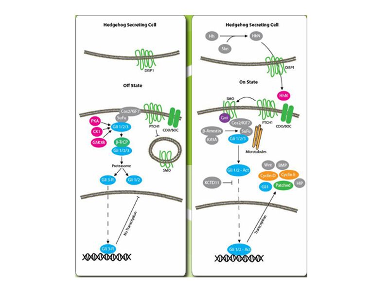 Read more about the article Novus助力Hedgehog信号通路研究