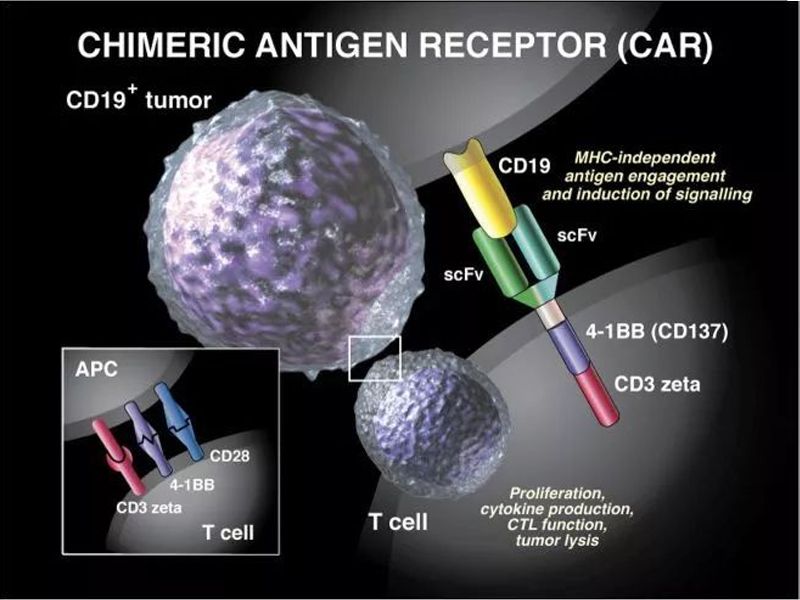 Read more about the article 重大突破！CAR- T 全新升级,抗癌效果增强3倍