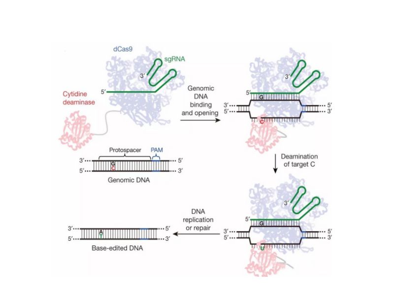Read more about the article 预测：生物科研黑科技单碱基编辑技术