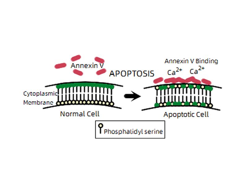 Read more about the article 细胞凋亡检测方法知多少