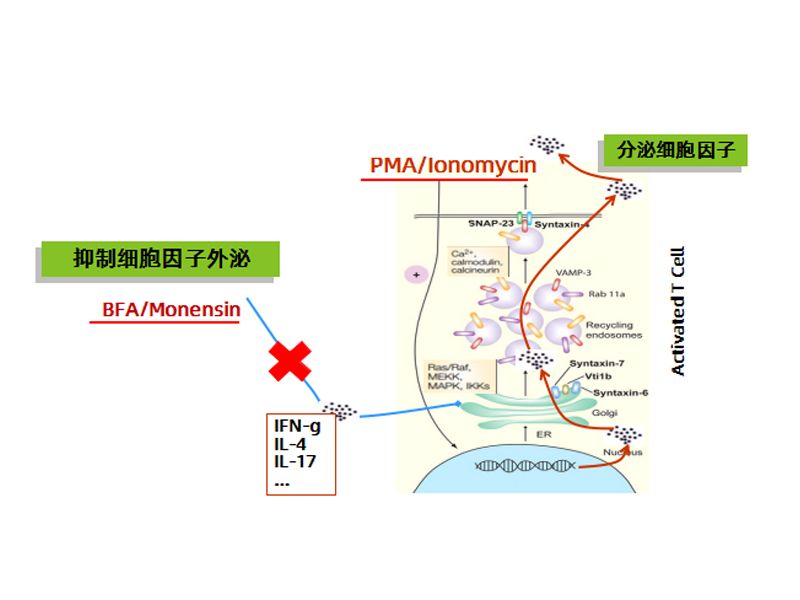 Read more about the article 你用刺激阻断剂了吗？