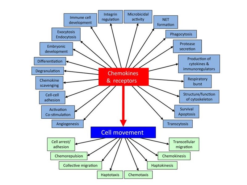 Read more about the article ELISA系列 | 趋化因子Chemokines家族