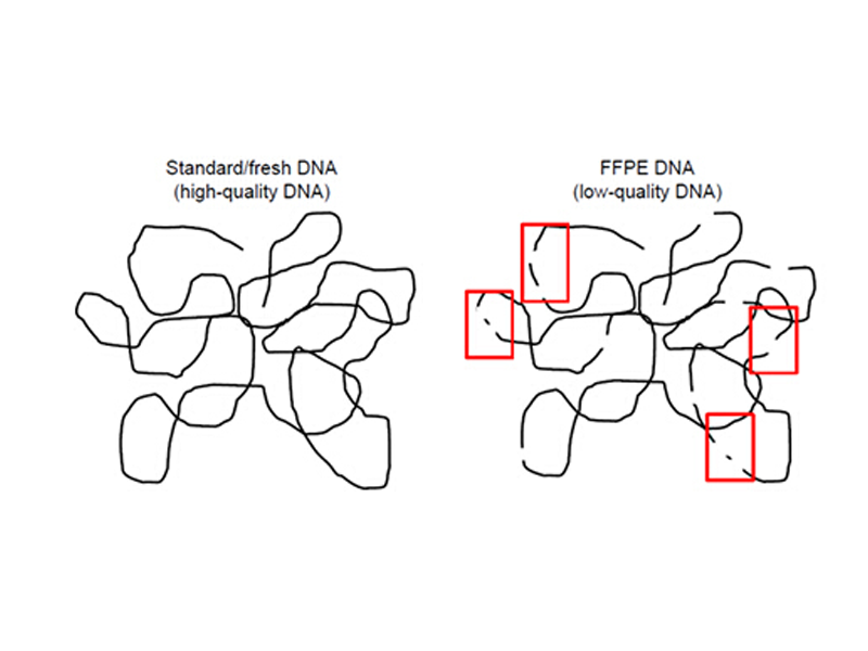 Read more about the article FFPE样本保存久了，提出来的DNA还能用吗?