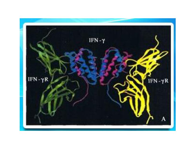 Read more about the article PEPROTECH产品推荐：IFN-γ糖蛋白