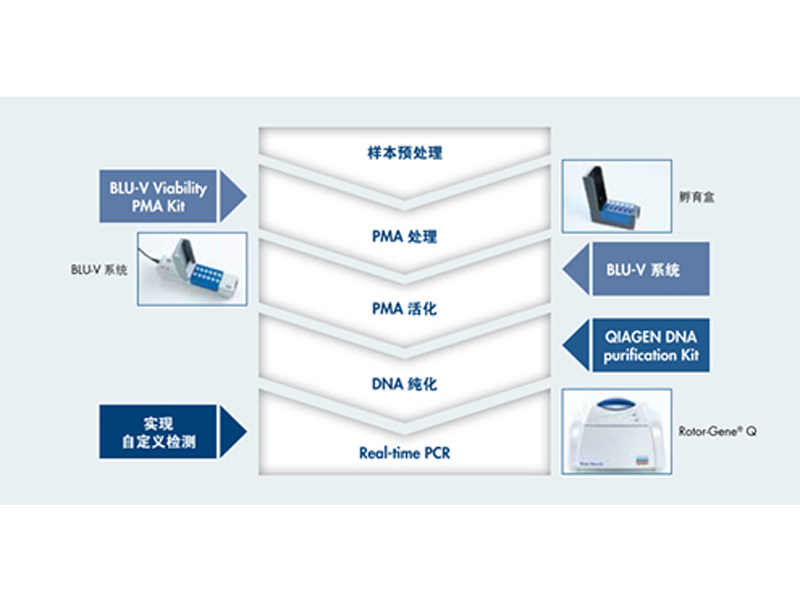 Read more about the article BLU-V 套装简化活菌PCR实验凯杰微生物研究