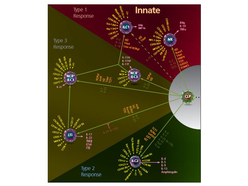 Read more about the article 科学答疑：固有淋巴细胞知多少？