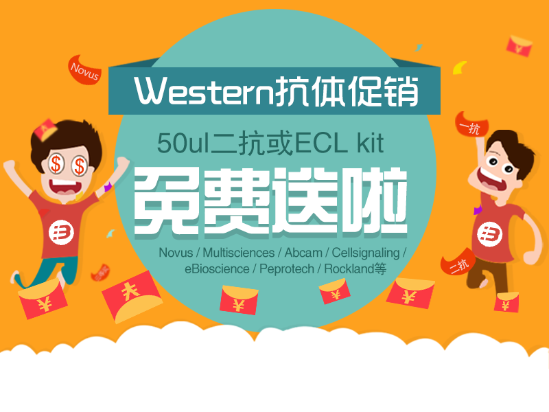 Read more about the article Western blot抗体大促销：ECL或二抗免费送啦