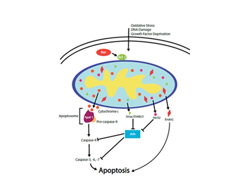 Read more about the article Novus凋亡研究系列2：线粒体调节信号通路