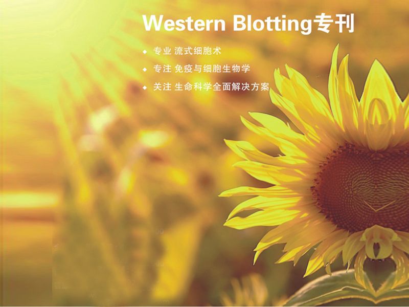 Read more about the article 做Western！找k8凯发赢家一触即发,天生赢家一触即发凯发,凯发天生赢家一触即发首页生物！